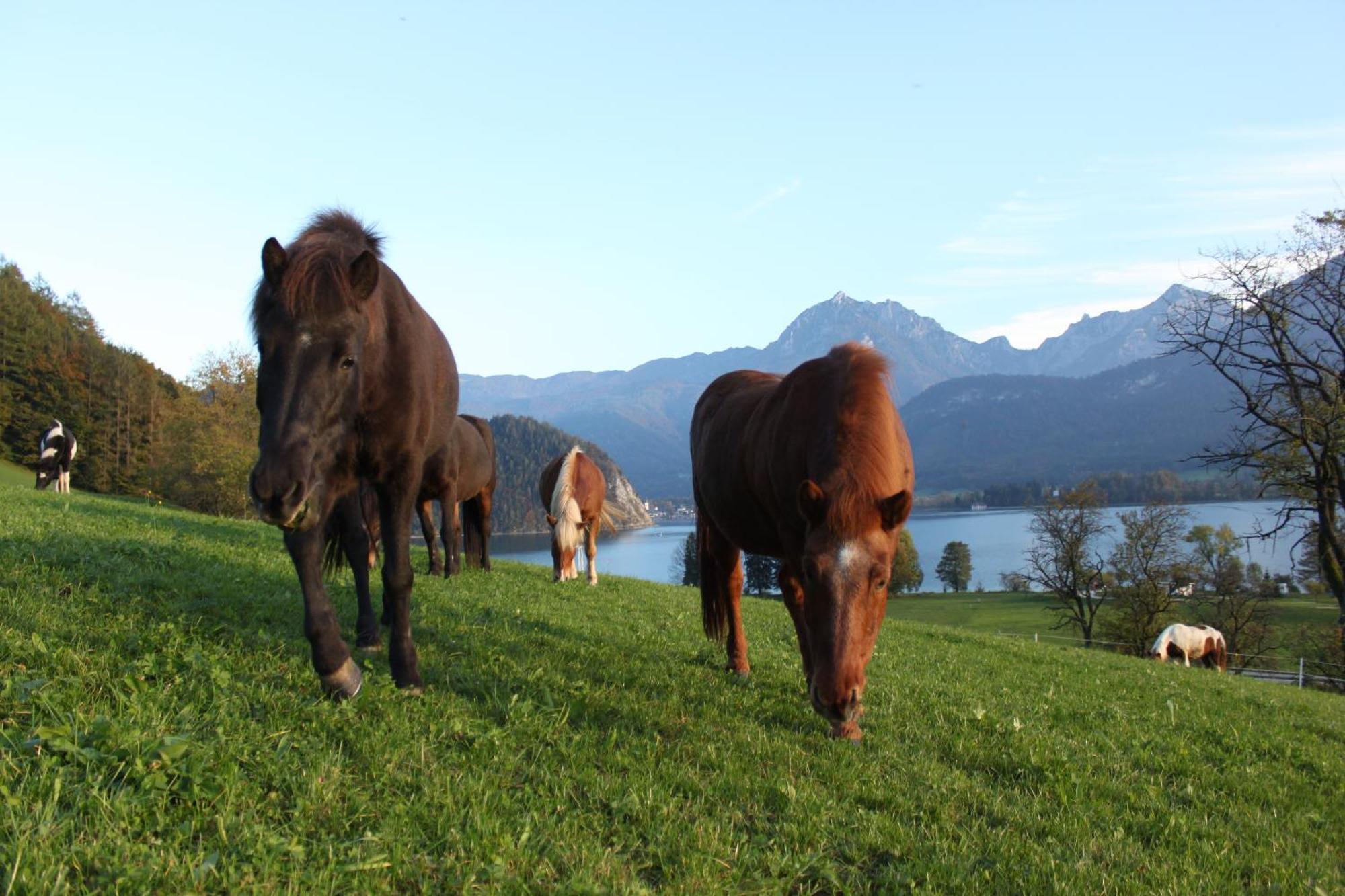 Reiterhof Suassbauer Villa Sankt Wolfgang im Salzkammergut Ngoại thất bức ảnh